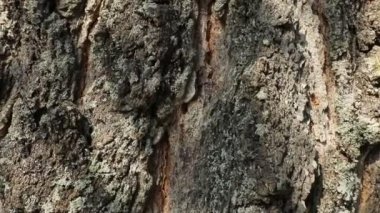 Closeup of tree trunk at daytime, natural background 