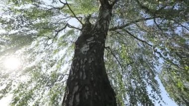 birch tree against blue sky, bottom view