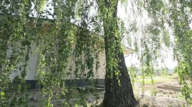 Güneşli bir günde büyük huş ağacı