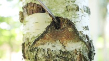 Closeup of tree trunk with metal wire, natural background 