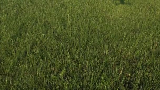 Green Grass Summer Meadow Daytime — Αρχείο Βίντεο