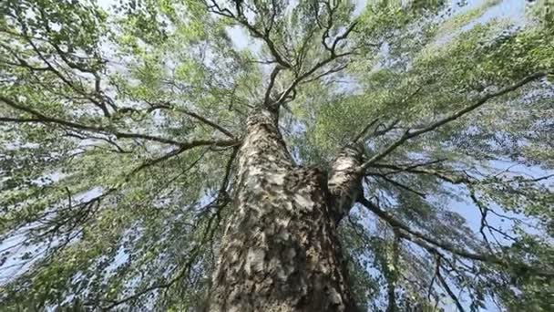 하늘을 배경으로 자라는 자작나무 — 비디오
