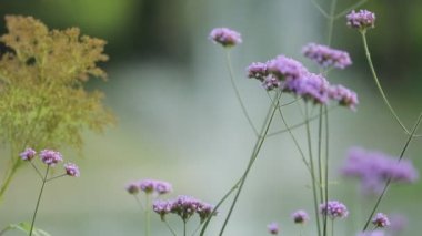 beautiful purple flowers in park