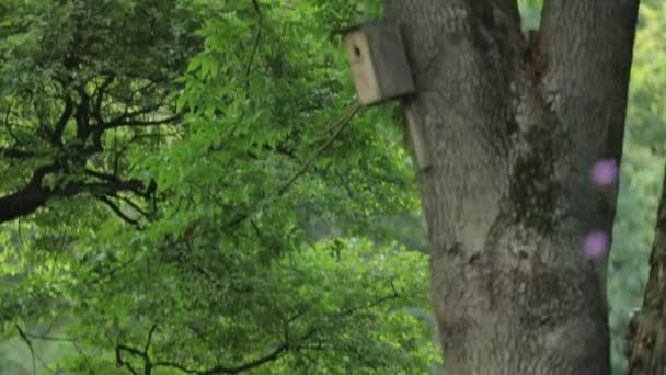 Пташина Дереві Красиві Жовті Квіти Парку — стокове відео