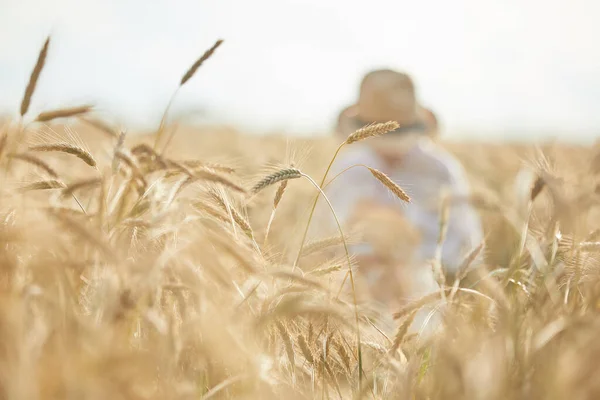 麦穗在黑麦田的背景上闭合在一起 — 图库照片