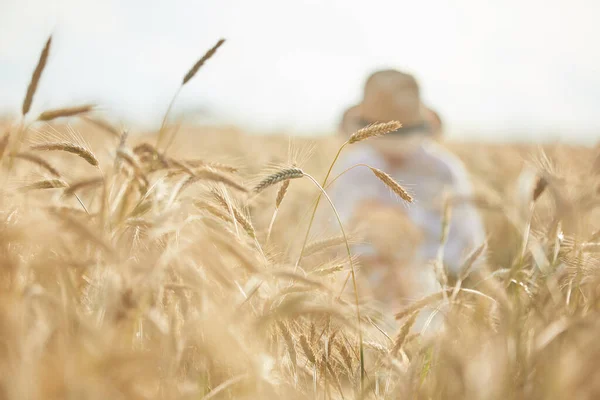 Закрытие Колосьев Пшеницы Фоне Ржаного Поля — стоковое фото