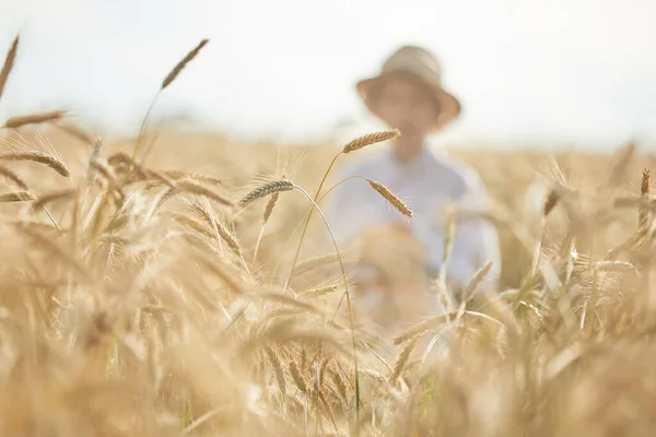 Закрытие Колосьев Пшеницы Фоне Ржаного Поля — стоковое фото
