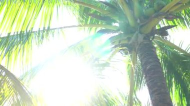 Güneş ışığında palmiye ağaçları