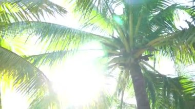 Vietnam 'da rüzgarda savrulan palmiye ağaçları