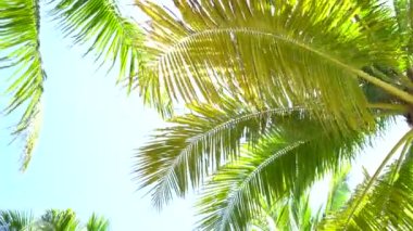 Vietnam 'da rüzgarda savrulan palmiye ağaçları