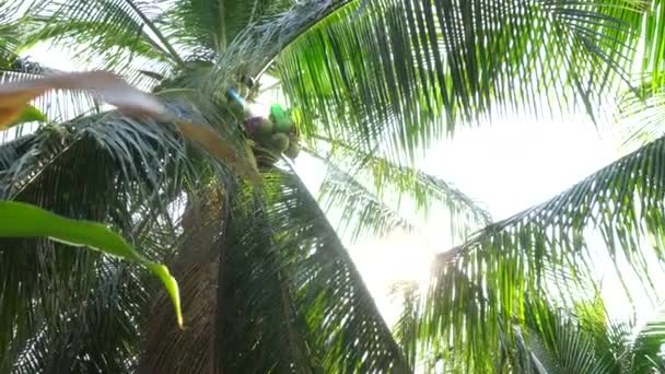 Palmy Větru Vietnamu — Stock video