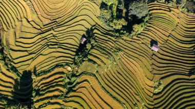 Pirinç tarlaları üzerinde Mu Cang Chai, Yenbai, Vietnam Teras. Kuzey Vietnam, hasat pirinç tarlaları hazırlamak.