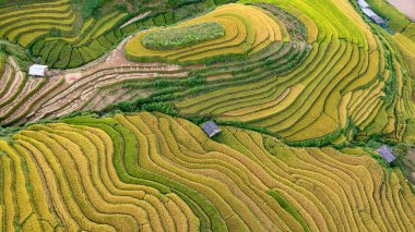 Pirinç tarlaları üzerinde Mu Cang Chai, Yenbai, Vietnam Teras. Kuzey Vietnam, hasat pirinç tarlaları hazırlamak.