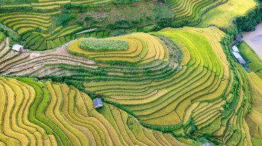 Pirinç tarlaları üzerinde Mu Cang Chai, Yenbai, Vietnam Teras. Kuzey Vietnam, hasat pirinç tarlaları hazırlamak.