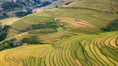 Pirinç tarlaları üzerinde Mu Cang Chai, Yenbai, Vietnam Teras. Kuzey Vietnam, hasat pirinç tarlaları hazırlamak.