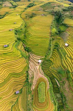 Pirinç tarlaları üzerinde Mu Cang Chai, Yenbai, Vietnam Teras. Kuzey Vietnam, hasat pirinç tarlaları hazırlamak.