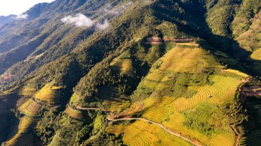 Pirinç tarlaları üzerinde Mu Cang Chai, Yenbai, Vietnam Teras. Kuzey Vietnam, hasat pirinç tarlaları hazırlamak.