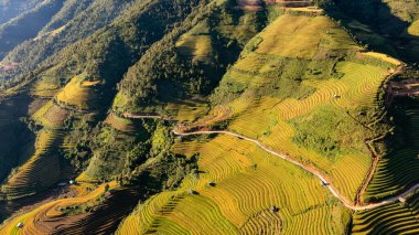 Pirinç tarlaları üzerinde Mu Cang Chai, Yenbai, Vietnam Teras. Kuzey Vietnam, hasat pirinç tarlaları hazırlamak.