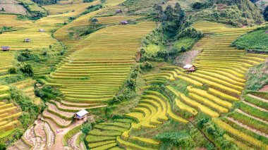 Pirinç tarlaları üzerinde Mu Cang Chai, Yenbai, Vietnam Teras. Kuzey Vietnam, hasat pirinç tarlaları hazırlamak.