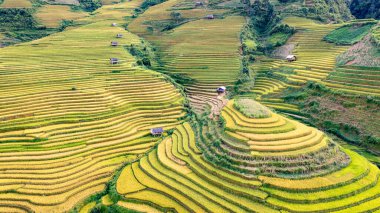 Pirinç tarlaları üzerinde Mu Cang Chai, Yenbai, Vietnam Teras. Kuzey Vietnam, hasat pirinç tarlaları hazırlamak.