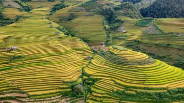 Pirinç tarlaları üzerinde Mu Cang Chai, Yenbai, Vietnam Teras. Kuzey Vietnam, hasat pirinç tarlaları hazırlamak.