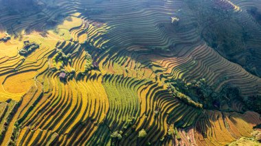 Pirinç tarlaları üzerinde Mu Cang Chai, Yenbai, Vietnam Teras. Kuzey Vietnam, hasat pirinç tarlaları hazırlamak.