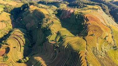 Pirinç tarlaları üzerinde Mu Cang Chai, Yenbai, Vietnam Teras. Kuzey Vietnam, hasat pirinç tarlaları hazırlamak.