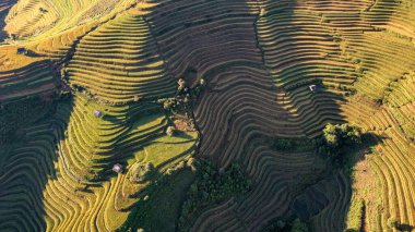 Pirinç tarlaları üzerinde Mu Cang Chai, Yenbai, Vietnam Teras. Kuzey Vietnam, hasat pirinç tarlaları hazırlamak.