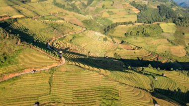 Pirinç tarlaları üzerinde Mu Cang Chai, Yenbai, Vietnam Teras. Kuzey Vietnam, hasat pirinç tarlaları hazırlamak.