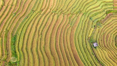 Pirinç tarlaları üzerinde Mu Cang Chai, Yenbai, Vietnam Teras. Kuzey Vietnam, hasat pirinç tarlaları hazırlamak.