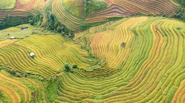 Pirinç tarlaları üzerinde Mu Cang Chai, Yenbai, Vietnam Teras. Kuzey Vietnam, hasat pirinç tarlaları hazırlamak.