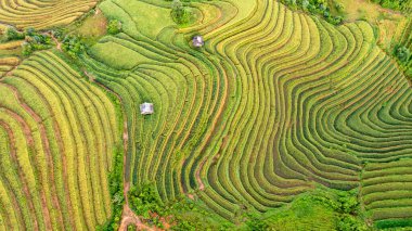 Pirinç tarlaları üzerinde Mu Cang Chai, Yenbai, Vietnam Teras. Kuzey Vietnam, hasat pirinç tarlaları hazırlamak.