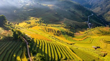 Pirinç tarlaları üzerinde Mu Cang Chai, Yenbai, Vietnam Teras. Kuzey Vietnam, hasat pirinç tarlaları hazırlamak.