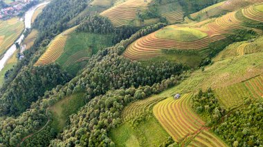Pirinç tarlaları üzerinde Mu Cang Chai, Yenbai, Vietnam Teras. Kuzey Vietnam, hasat pirinç tarlaları hazırlamak.