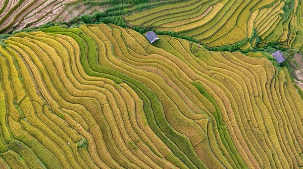 Rýžových Polí Řadové Cang Chai Yenbai Vietnam Rýžová Pole Připravit — Stock fotografie