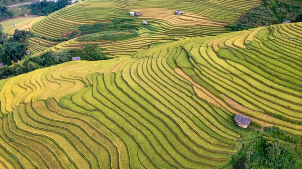 Rizières Terrasses Cang Chai Yenbai Vietnam Les Rizières Préparent Récolte — Photo