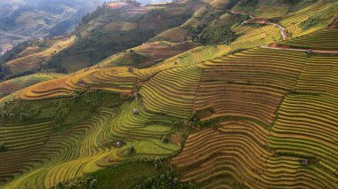 Pirinç tarlaları üzerinde Mu Cang Chai, Yenbai, Vietnam Teras. Kuzey Vietnam, hasat pirinç tarlaları hazırlamak.