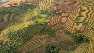 Pirinç tarlaları üzerinde Mu Cang Chai, Yenbai, Vietnam Teras. Kuzey Vietnam, hasat pirinç tarlaları hazırlamak.
