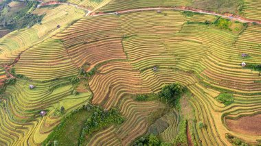 Pirinç tarlaları üzerinde Mu Cang Chai, Yenbai, Vietnam Teras. Kuzey Vietnam, hasat pirinç tarlaları hazırlamak.