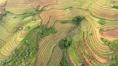 Pirinç tarlaları üzerinde Mu Cang Chai, Yenbai, Vietnam Teras. Kuzey Vietnam, hasat pirinç tarlaları hazırlamak.
