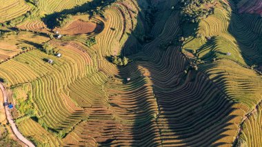 Pirinç tarlaları üzerinde Mu Cang Chai, Yenbai, Vietnam Teras. Kuzey Vietnam, hasat pirinç tarlaları hazırlamak.