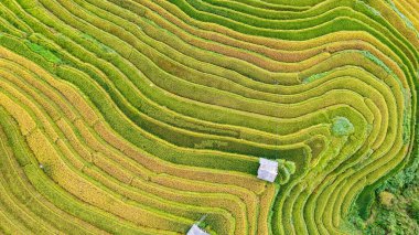 Pirinç tarlaları üzerinde Mu Cang Chai, Yenbai, Vietnam Teras. Kuzey Vietnam, hasat pirinç tarlaları hazırlamak.