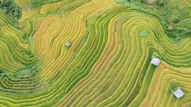 Pirinç tarlaları üzerinde Mu Cang Chai, Yenbai, Vietnam Teras. Kuzey Vietnam, hasat pirinç tarlaları hazırlamak.