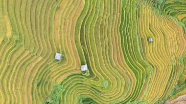 Pirinç tarlaları üzerinde Mu Cang Chai, Yenbai, Vietnam Teras. Kuzey Vietnam, hasat pirinç tarlaları hazırlamak.
