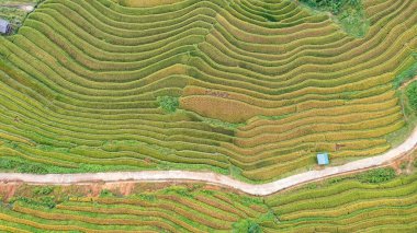 Pirinç tarlaları üzerinde Mu Cang Chai, Yenbai, Vietnam Teras. Kuzey Vietnam, hasat pirinç tarlaları hazırlamak.