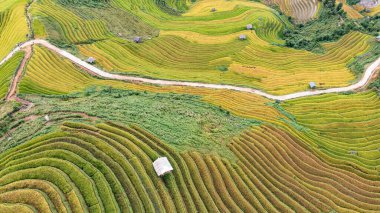 Pirinç tarlaları üzerinde Mu Cang Chai, Yenbai, Vietnam Teras. Kuzey Vietnam, hasat pirinç tarlaları hazırlamak.