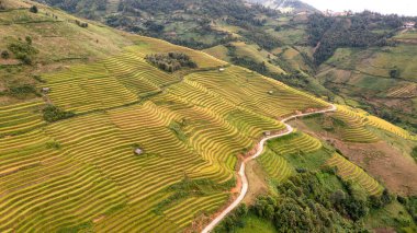 Pirinç tarlaları üzerinde Mu Cang Chai, Yenbai, Vietnam Teras. Kuzey Vietnam, hasat pirinç tarlaları hazırlamak.