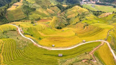 Pirinç tarlaları üzerinde Mu Cang Chai, Yenbai, Vietnam Teras. Kuzey Vietnam, hasat pirinç tarlaları hazırlamak.