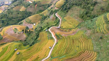 Pirinç tarlaları üzerinde Mu Cang Chai, Yenbai, Vietnam Teras. Kuzey Vietnam, hasat pirinç tarlaları hazırlamak.
