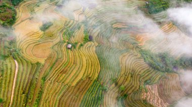 Pirinç tarlaları üzerinde Mu Cang Chai, Yenbai, Vietnam Teras. Kuzey Vietnam, hasat pirinç tarlaları hazırlamak.